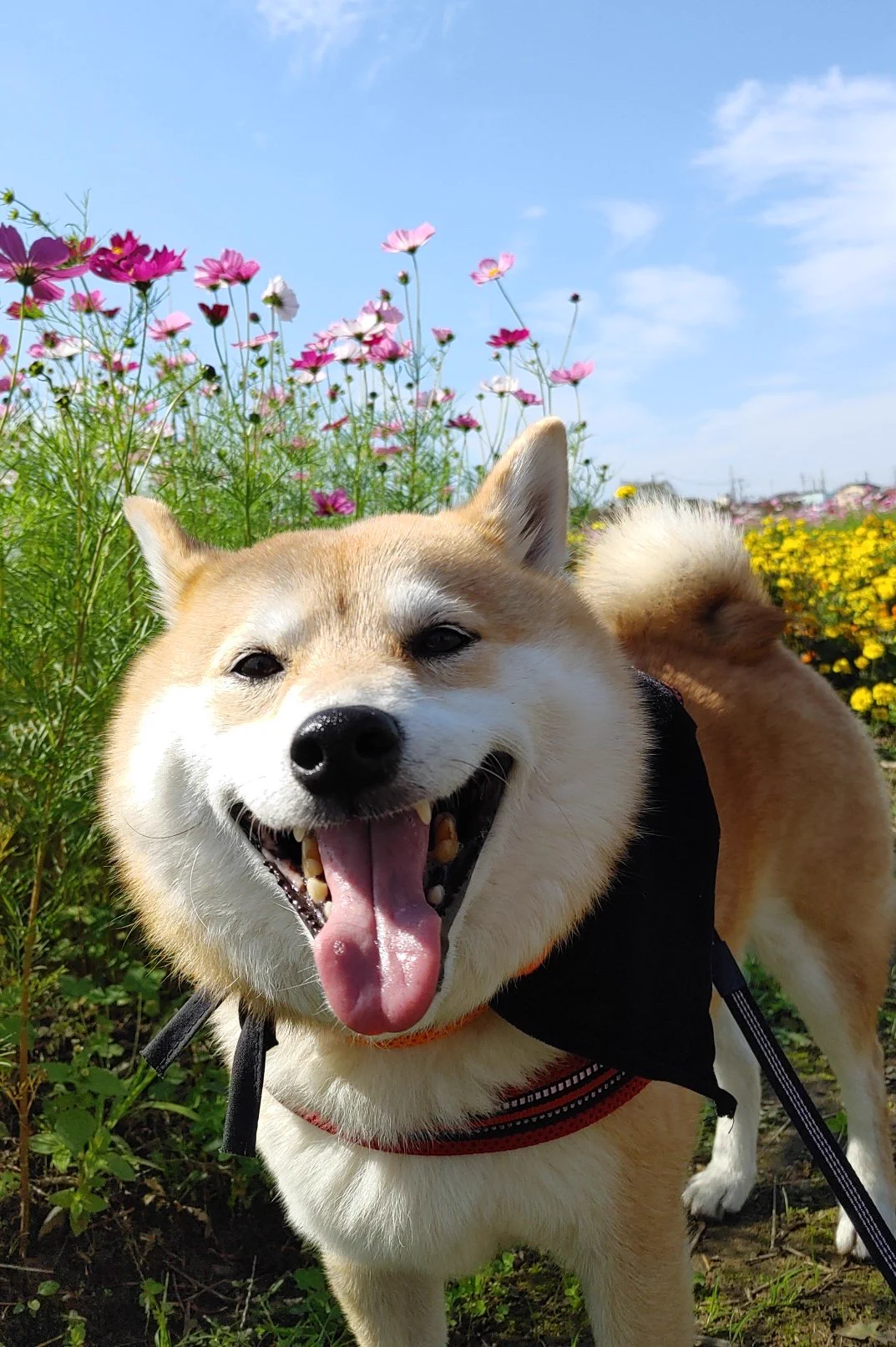 @K5dbZRmjNe77i5r おちり(笑)。
うちは「あの信号でおやつ食べよっか？」で歩きます。そして、歩いてる最中にその事は忘れます😂 
