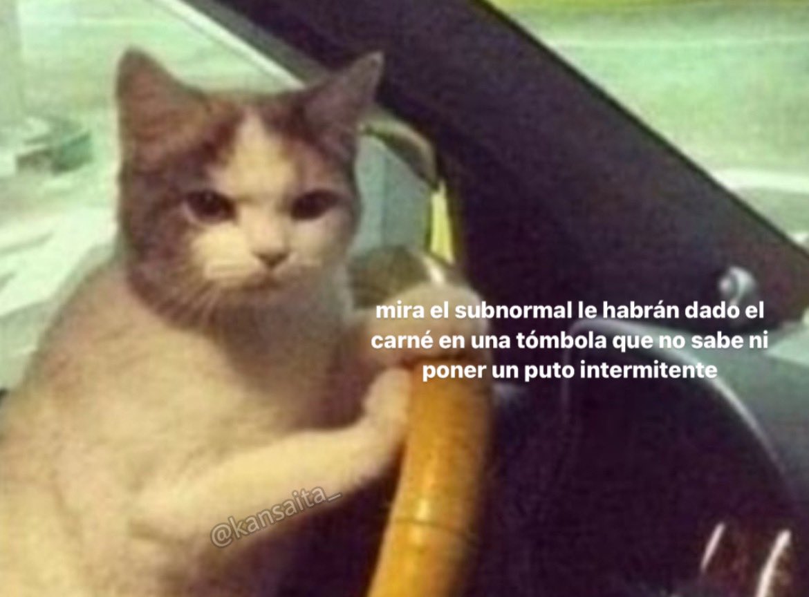 gatitos shitposting (@gatito_shitpost) on Twitter photo 