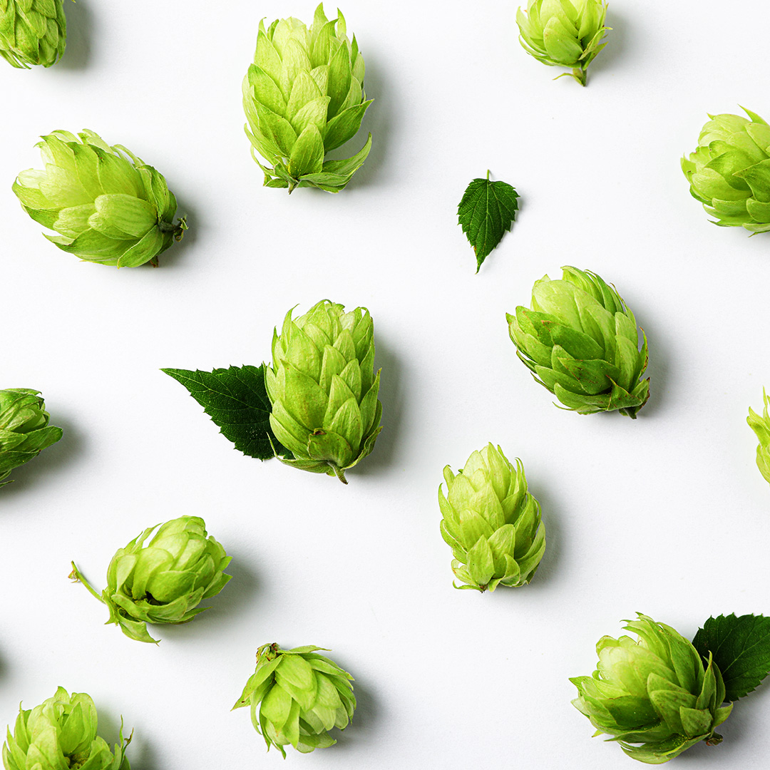bevPLUS_ZA's tweet photo. We know you love brewing as much as we do 🍺 That's why we're making a variety of Hops available at a special price for their favourite home brewers.

Check out the entire range of hops specials at https://t.co/Vd03b5EaxH

#BevPLUS #HomeBrewing #CraftBrewing #hops https://t.co/5cZZ6JhctZ