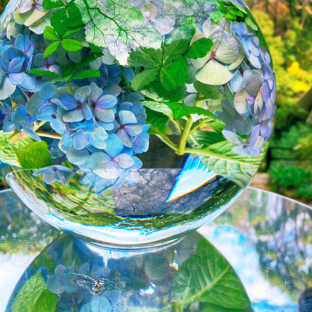 a01_cos's tweet photo. 今の時期に咲く品種もあるんだなぁ💭
紫陽花すき��� https://t.co/cAimp7IOp3