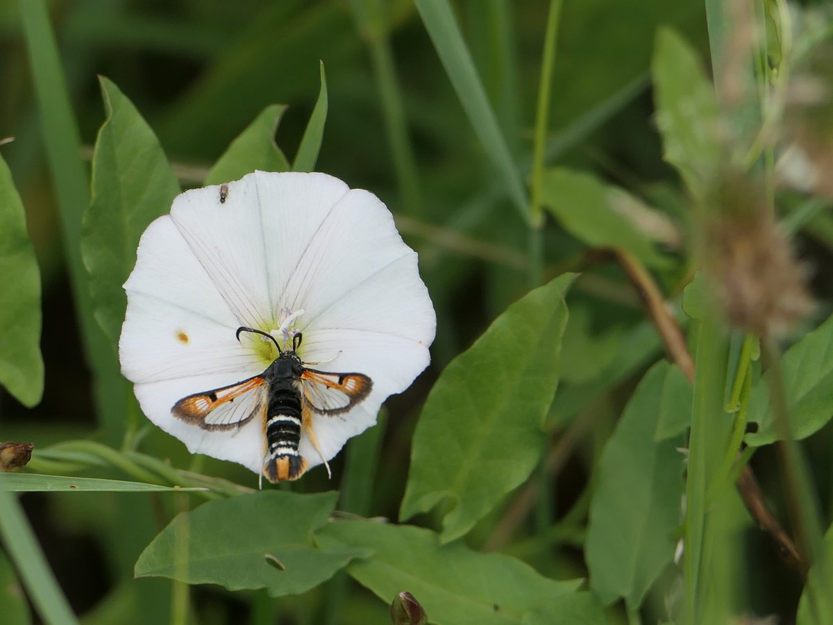 SPIPOLL Bordeaux Métropole tweet media