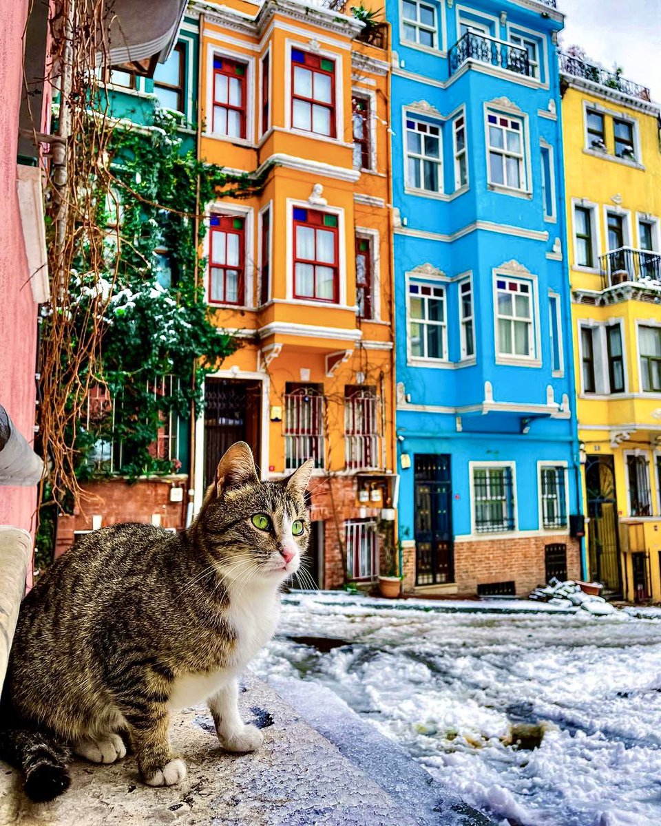 Because a colourful world is more beautiful… From the bright buildings in Istanbul, to the ‘blue pearl’ of Morocco, here are 20 of the most colourful neighbourhoods and cityscapes across the Muslim world… A thread…