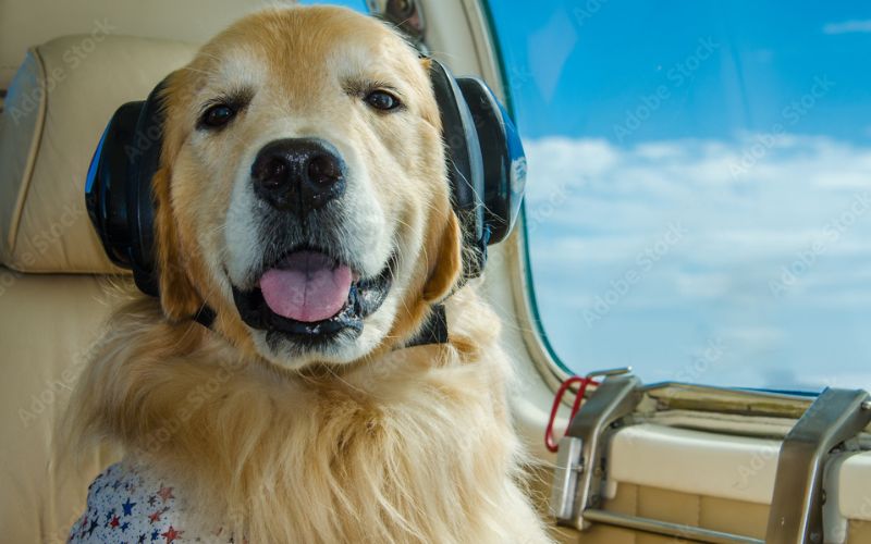 Emotional Support Animal Fast ESA Letter on Twitter "Flying with the