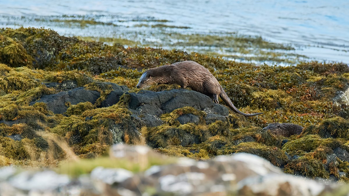 Pastcaring's tweet photo. Otter on the Isle of Mull. October 2022
#otter #otters #ottersoftwitter #otterlove #otterlife #otterlovers #otterlover #animals #ottercute #wildlife #nature #cuteanimals #animal #Isleofmull
#BBCWildlifePOTD #wildlife #wildlifephotography #photooftheday #bbcwildlifemagazine https://t.co/RXhaRGltzy