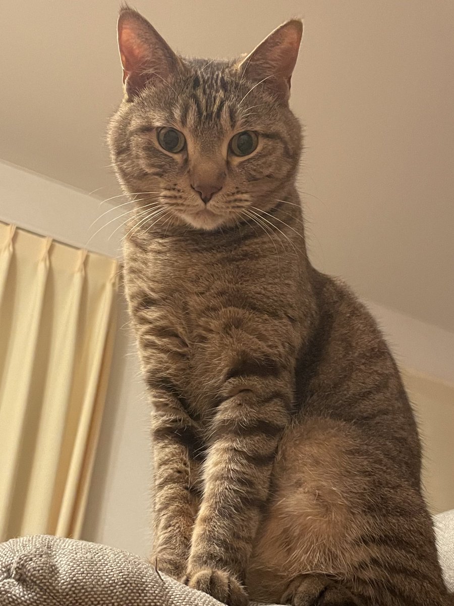 LiLiHitomi's tweet photo. 凛々しい男の子に成長しました🥰

 #保護猫ビフォーアフター展 https://t.co/Bnwreh5Dly