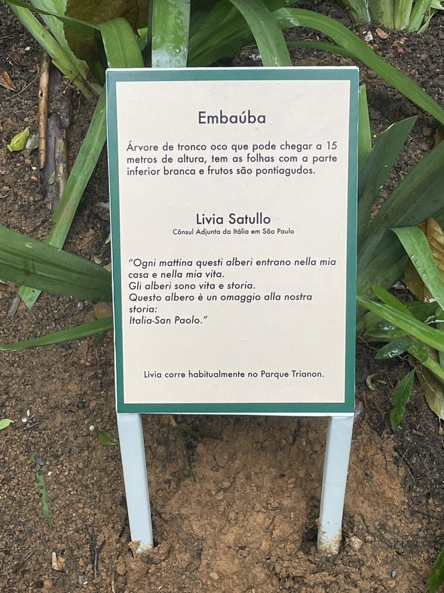 LiviaSatullo's tweet photo. A convite da FarahService fui plantar a primeira nova árvore do #ParqueTrianon.
É uma embaúba pouco mais alta de mim mas que chegará até 15m de altura.
“È para você voltar no 🇧🇷”, me falou o Michel Farah.
E assim será: voltarei para vê-la! Por enquanto, acompanho ela da janela.🌳 https://t.co/9cE4KtWaue