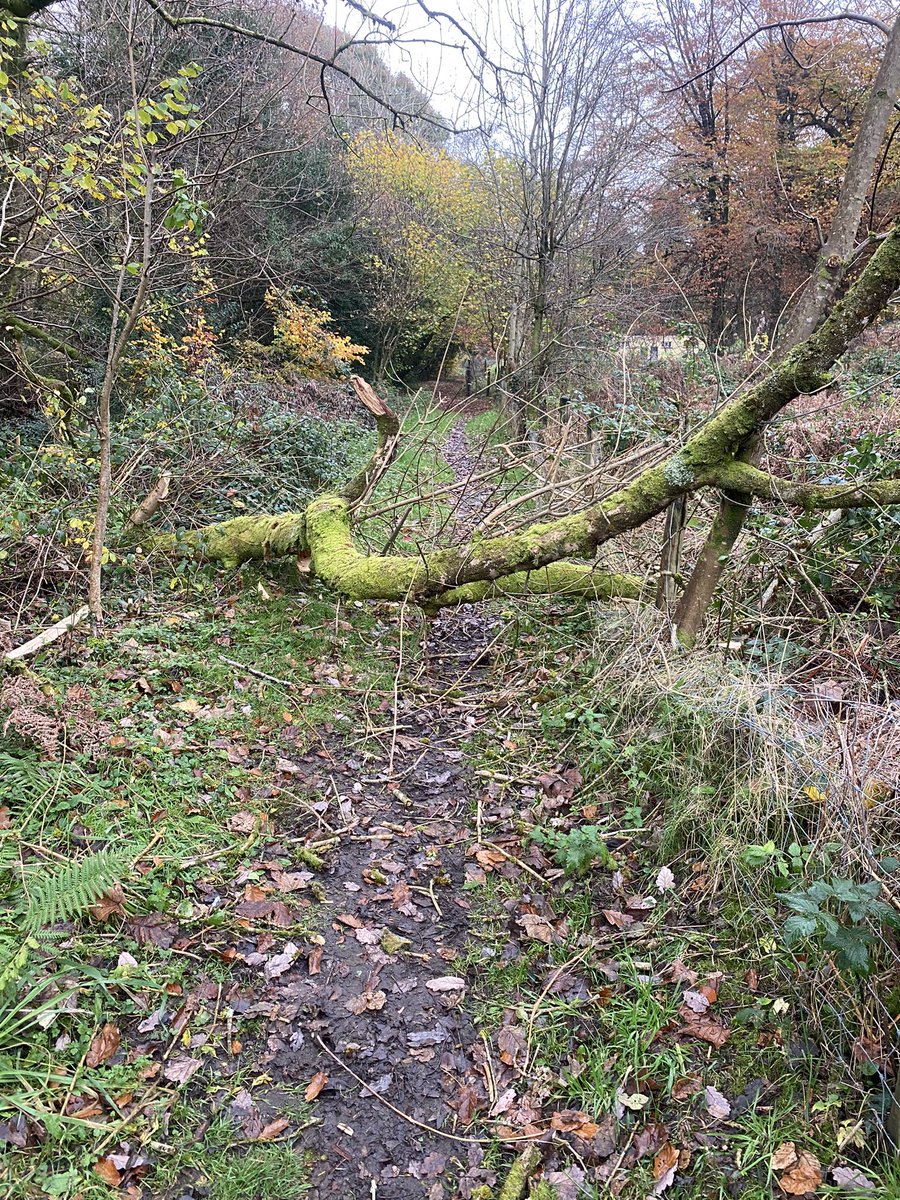 randell_ian's tweet photo. @RCTCouncil there’s a tree down on the foot path alongside Clydach Park paddling pool (butchers pool) in Ynysybwl. https://t.co/Klp18pe7FI