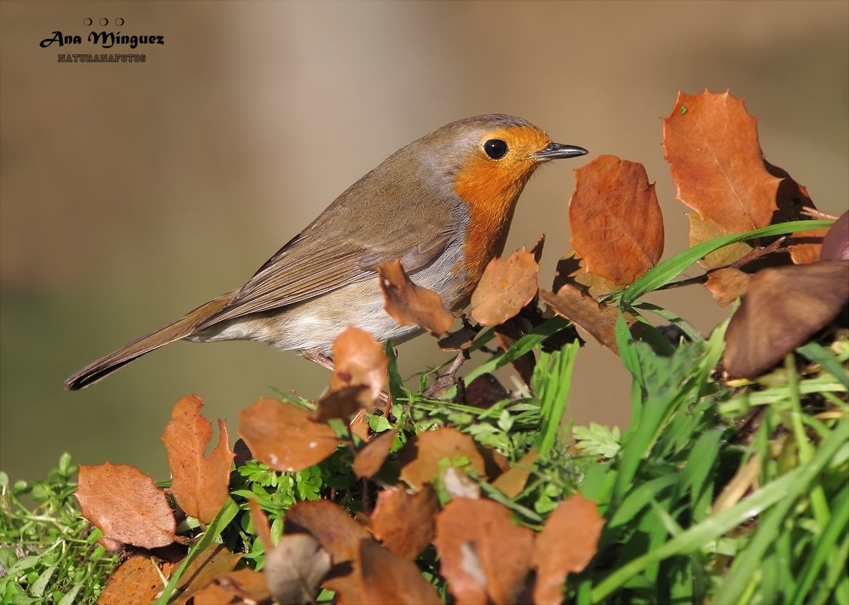 Petirrojo... Feliz semana
