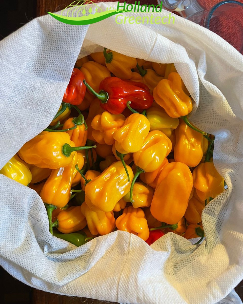 Afadja R Z F1 and loleza R Z F1 Habanero hot pepper harvest.
The fruit has an average weight of 15g 
Average fruit length of 5.5cm 
Maturity after transplanting 50-55days 
Adapted for long cycles
For outdoor and indoor production.
Seeds are available. Call us 0797673230