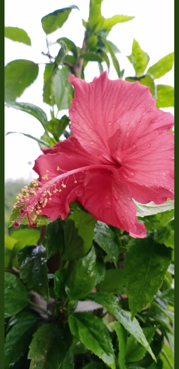 aartichand09's tweet photo. Let's give mother earth back her power by planting trees and growing flowers.
#NaturePhotography #Letspost https://t.co/WMovTrE51S