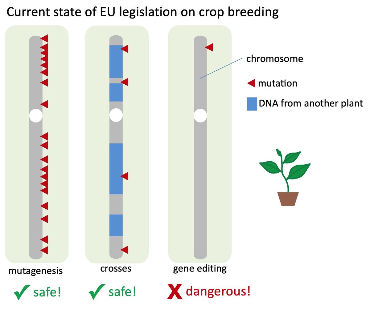 Karl Schmid (@kjschmid@fediscience.org) (@kjschmid) on Twitter photo RT @etienne@mas.to
Current state of EU legislation on crop breeding summed up in one picture. Note that all plants carry the same mutation!
One does not need to be a scientist to understand that this legislation makes no sense.
mas.to/@etienne/10934… RT @etienne@mas.to
Current state of EU legislation on crop breeding summed up in one picture. Note that all plants carry the same mutation!
One does not need to be a scientist to understand that this legislation makes no sense.
mas.to/@etienne/10934…
