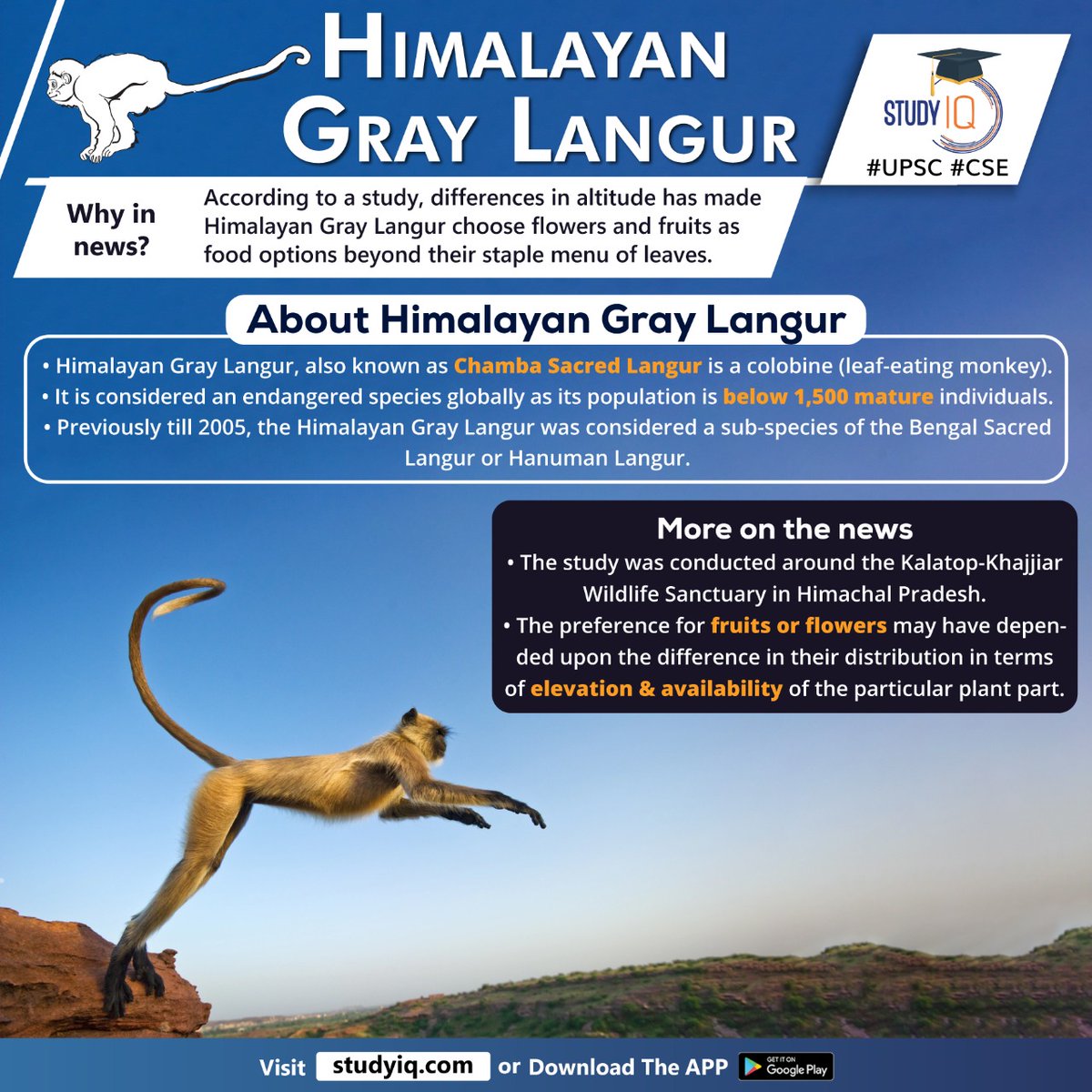 upsciq's tweet photo. #Himalayan #Gray #Langur
#himalayangraylangur #flowers #fruits #foodoptions #staplemenuofleaves #whyinnews #chambasacredlangur #monkey #bengalsacredlangur #hanumanlangur #kalatopkhajjar #himachalpradesh #elevation #wildlifesanctuary #upsc #cse https://t.co/K7n28jzgEC