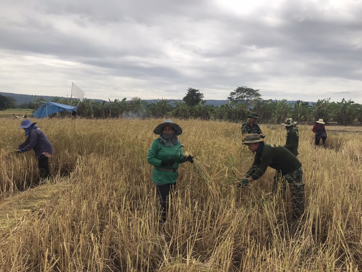 sbr22Army's tweet photo. ✨เกี่ยวข้าวช่วยสมาชิกโครงการส่งเสริมศิลปาชีพทุ่งกะมัง🌾
 จำนวน 1 ราย (นางเย็น หอมวงษ์ สมาชิกโครงการ)  จำนวน 5 ไร่ โดยการเข้าช่วยเหลือในครั้งนี้เพื่อเป็นการแบ่งเบาภาระด้านแรงงาน และลดต้นทุนค่าใช้จ่ายในการจ้างแรงงานให้กับสมาชิกโครงการฯ ณ  ต.กุดชุมเเสง อ.หนองบัวเเดง จ.ชัยภูมิ https://t.co/2n25NlnbYP