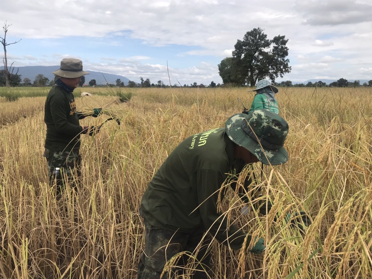 sbr22Army's tweet photo. ✨เกี่ยวข้าวช่วยสมาชิกโครงการส่งเสริมศิลปาชีพทุ่งกะมัง🌾
 จำนวน 1 ราย (นางเย็น หอมวงษ์ สมาชิกโครงการ)  จำนวน 5 ไร่ โดยการเข้าช่วยเหลือในครั้งนี้เพื่อเป็นการแบ่งเบาภาระด้านแรงงาน และลดต้นทุนค่าใช้จ่ายในการจ้างแรงงานให้กับสมาชิกโครงการฯ ณ  ต.กุดชุมเเสง อ.หนองบัวเเดง จ.ชัยภูมิ https://t.co/2n25NlnbYP