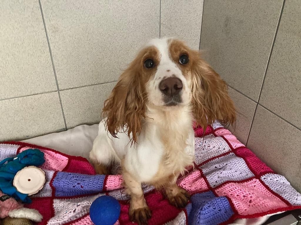 Female Spaniel found tied to a post in the early hours of Sunday morning in Treherbert park. Approx 5 yrs and has a yellow stained coat with matting to her ears/legs. If you have any information as to how she ended up in this condition, please call us in confidence 01443 226659.