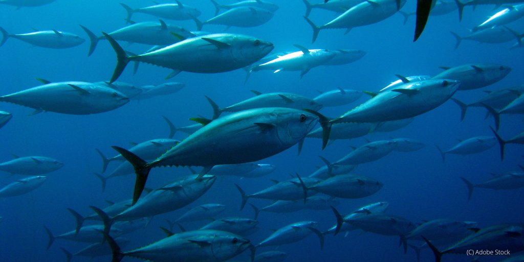 EU Maritime & Fish tweet media