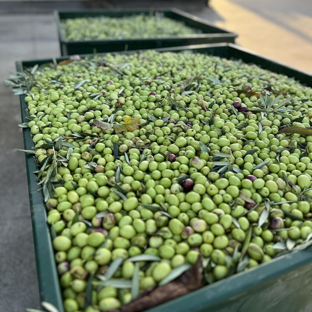 AceitesLaMaja's tweet photo. Variedad Arróniz, antes llamada Vidrial, y en La Rioja la llaman Royuela 

#olivejuice #zumo #juice #green #verde #cosechatemprana #oliva #extravirginoliveoil #extravirgen #evoolovers #extravırgınoliveoil #evoo #aove #virgenextra #aceitedeolivavirgenextr… https://t.co/ZSxhCeRU35 https://t.co/mxhoJUkmzP