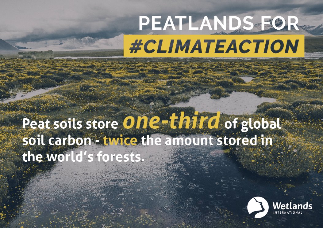 #PeatlandsMatter because they:
💧store around 10% of the planet’s freshwater 
❗️reduce the intensity of floods and droughts
💚are the largest terrestrial carbon sponge