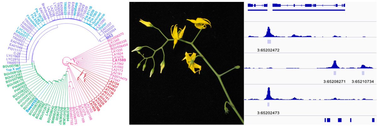 Open #postdoc position in our lab @unil to investigate variation in regulatory sequences that led to flowering adaptations during tomato domestication. Experience in plant genetics and bioinformatics is desired. #scijobs #plantscijobs 🧬🌱🍅🇨🇭Apply here: tinyurl.com/53c68sxd