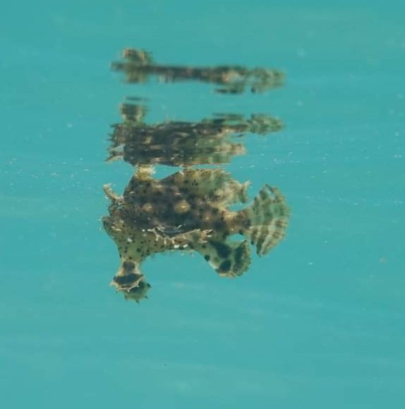 It's Sargassum! No, it's a...