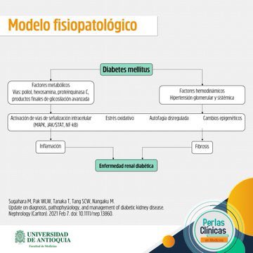 MedUdeACiencia's tweet photo. Perlas Clínicas: Riñón y diabetes. Fisiopatología, diagnóstico y tratamiento (1/3) https://t.co/33awKITzjt