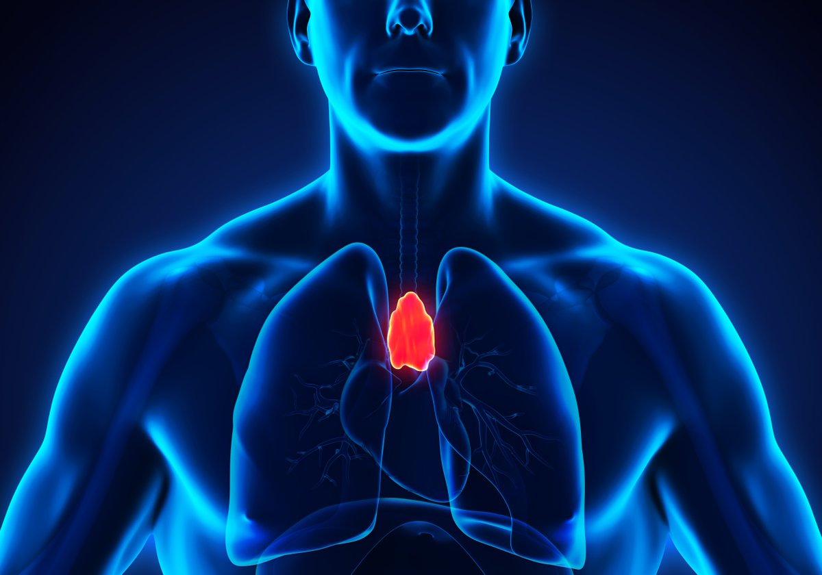 LUMC Leiden (@lumc_leiden) on Twitter photo De thymus ondersteunt niet alleen de ontwikkeling van T-cellen, maar ook die van andere #afweercellen.👩🔬 Dat schrijven LUMC-onderzoekers in <a href="/SciImmunology/">Science Immunology</a>. Ook ontdekten ze een nieuwe celgroep die mogelijk #stamceltransplantaties kan verbeteren👉bit.ly/3fXyB2Z <a href="/StaalLab/">StaalLab</a> De thymus ondersteunt niet alleen de ontwikkeling van T-cellen, maar ook die van andere #afweercellen.👩🔬 Dat schrijven LUMC-onderzoekers in <a href="/SciImmunology/">Science Immunology</a>. Ook ontdekten ze een nieuwe celgroep die mogelijk #stamceltransplantaties kan verbeteren👉bit.ly/3fXyB2Z <a href="/StaalLab/">StaalLab</a>