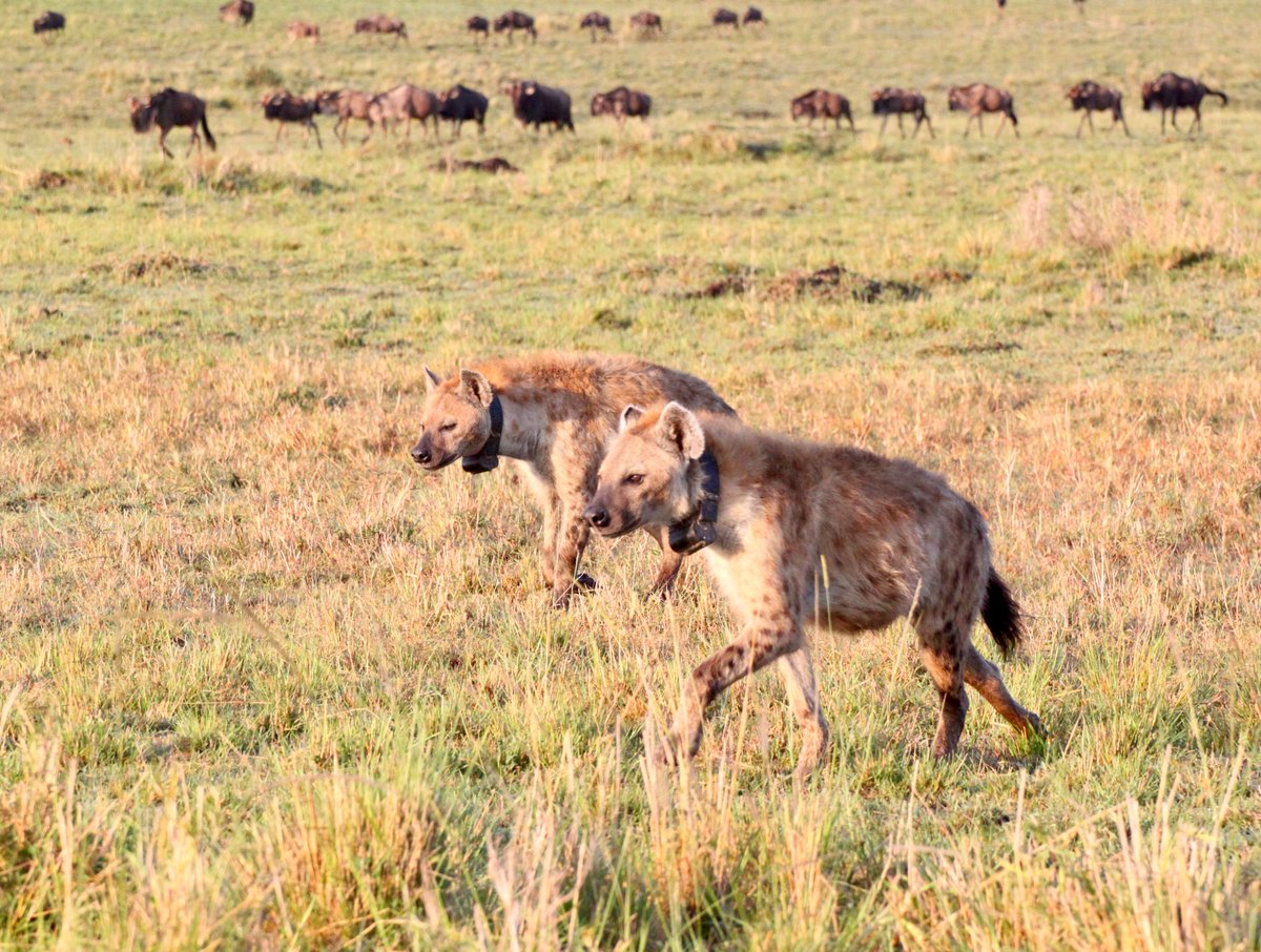 ⭐️OPEN PHD POSITION: Communication & collective action in spotted hyenas⭐️ Come work with us to analyze high-res GPS, audio, & IMU data from an entire hyena clan, currently being collected @MaraHyenas! Apply by 16 Dec 2022: imprs-qbee.mpg.de/54728/PhD-Posi…
