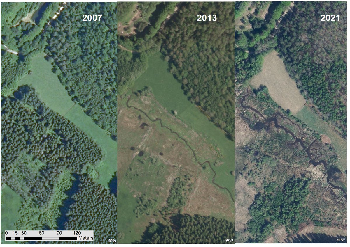 JYPaquet's tweet photo. #RestoreNature just made this comparative aerial pic of Hulle valley @natagora nature reserve. 2007: mostly spruce &amp; intensive meadows. 2013: post-@LIFEprogramme project from @natagora. 2021: post-arrival of #beavers, with more wet grounds, small ponds and a nice mosaïc landscape https://t.co/P8oNO8MSf8