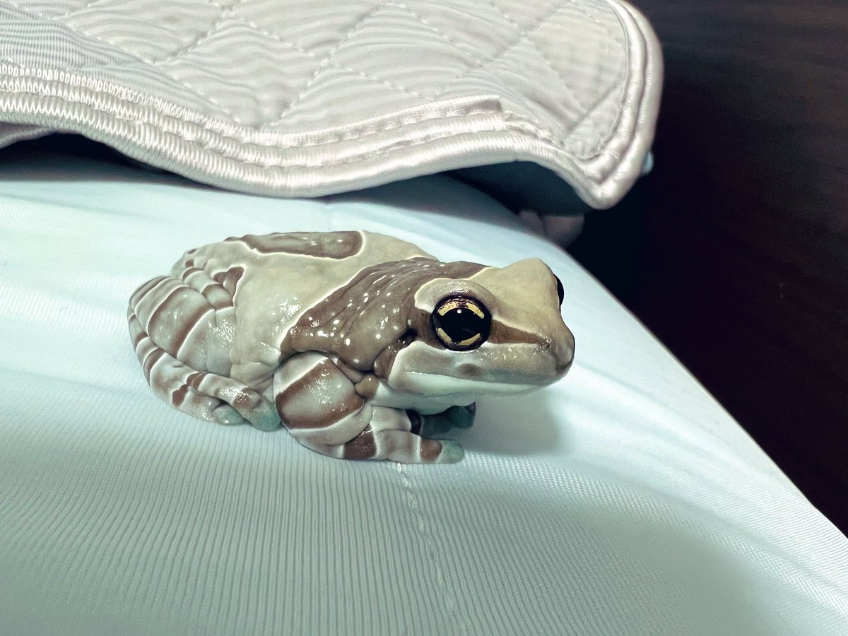 布団に攻め込んできたカエル