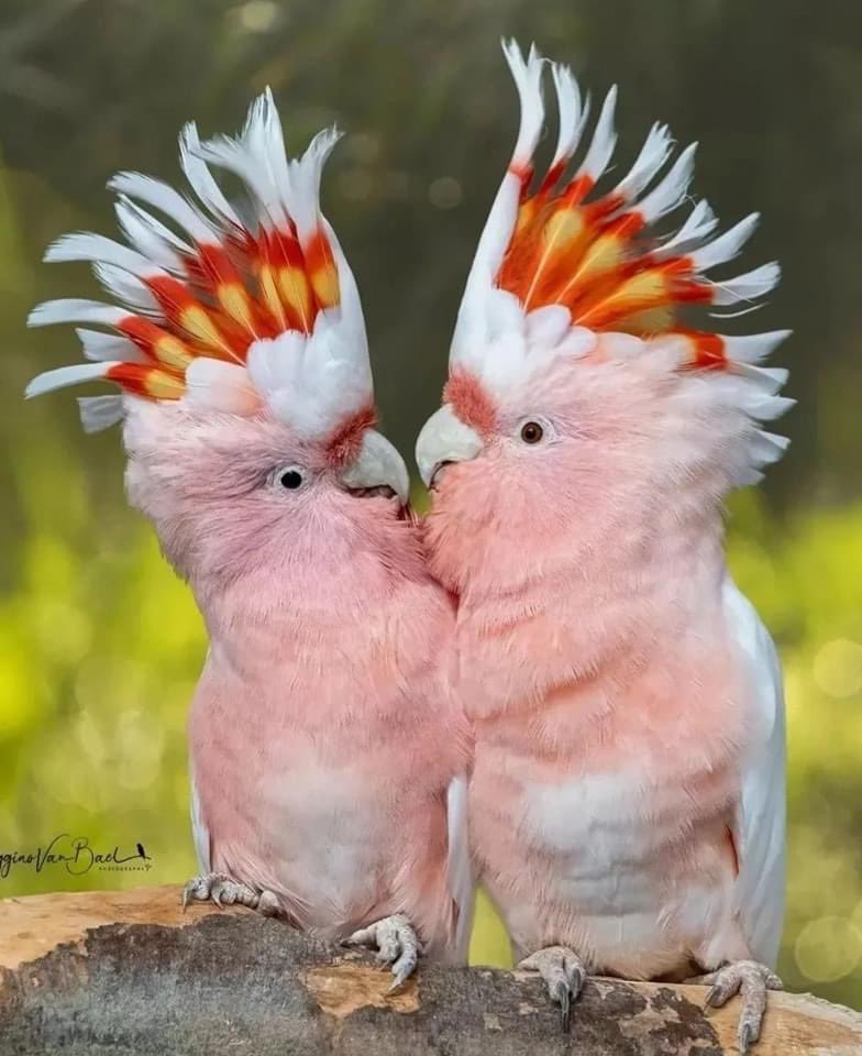 Major Mitchell's Cockatoo. 

📸: @igginos_bird_pictures