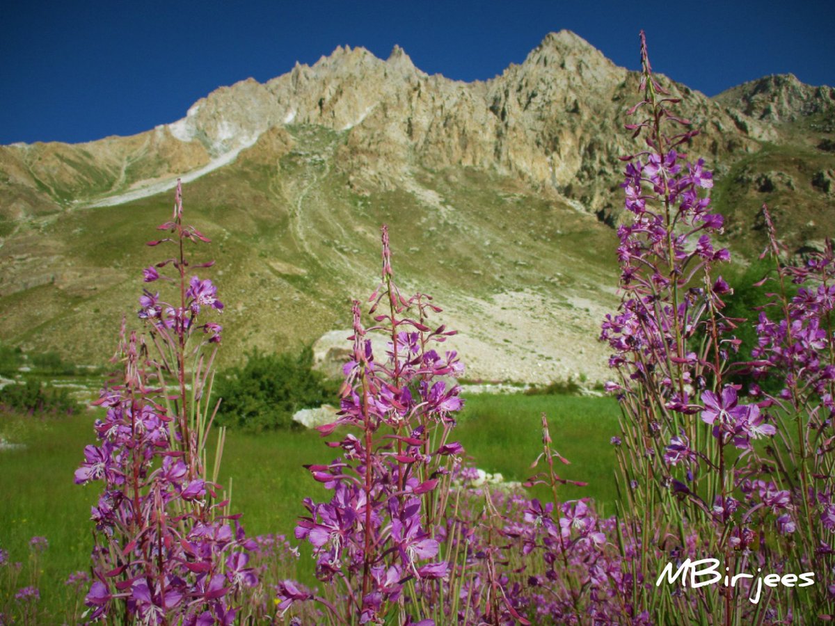 Maimoona Birjees tweet media