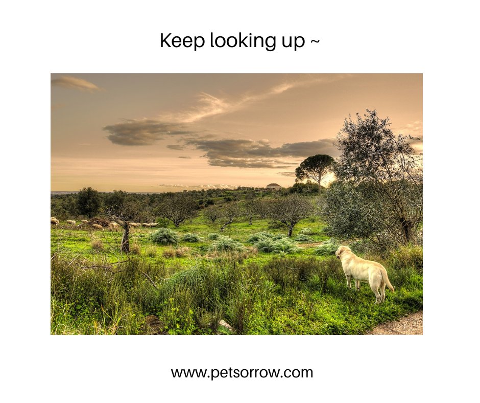 I wish I could see where you've gone. 
For the time being, imagining is the next best thing ~ 🦋 

#petlossgrief #healingsolutionsforpetloss #griefandloss