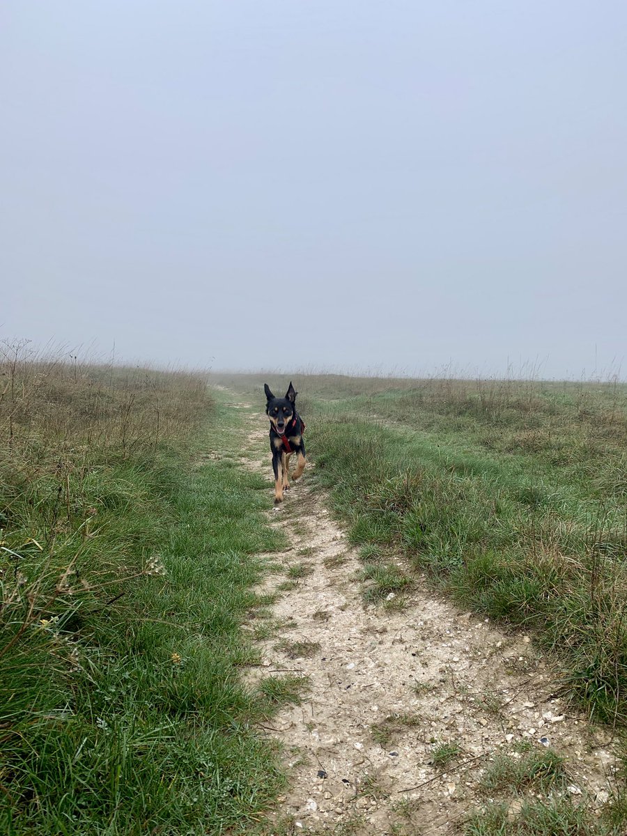 oldboystraining's tweet photo. Foggy start today 👊 1st training run ✅ The Australian didn’t even get out of breath 😂 #FitnessMotivation #fitdog @Sarcoma_UK @countrywalking @bfbssalsplain https://t.co/pMQLu2SXtk