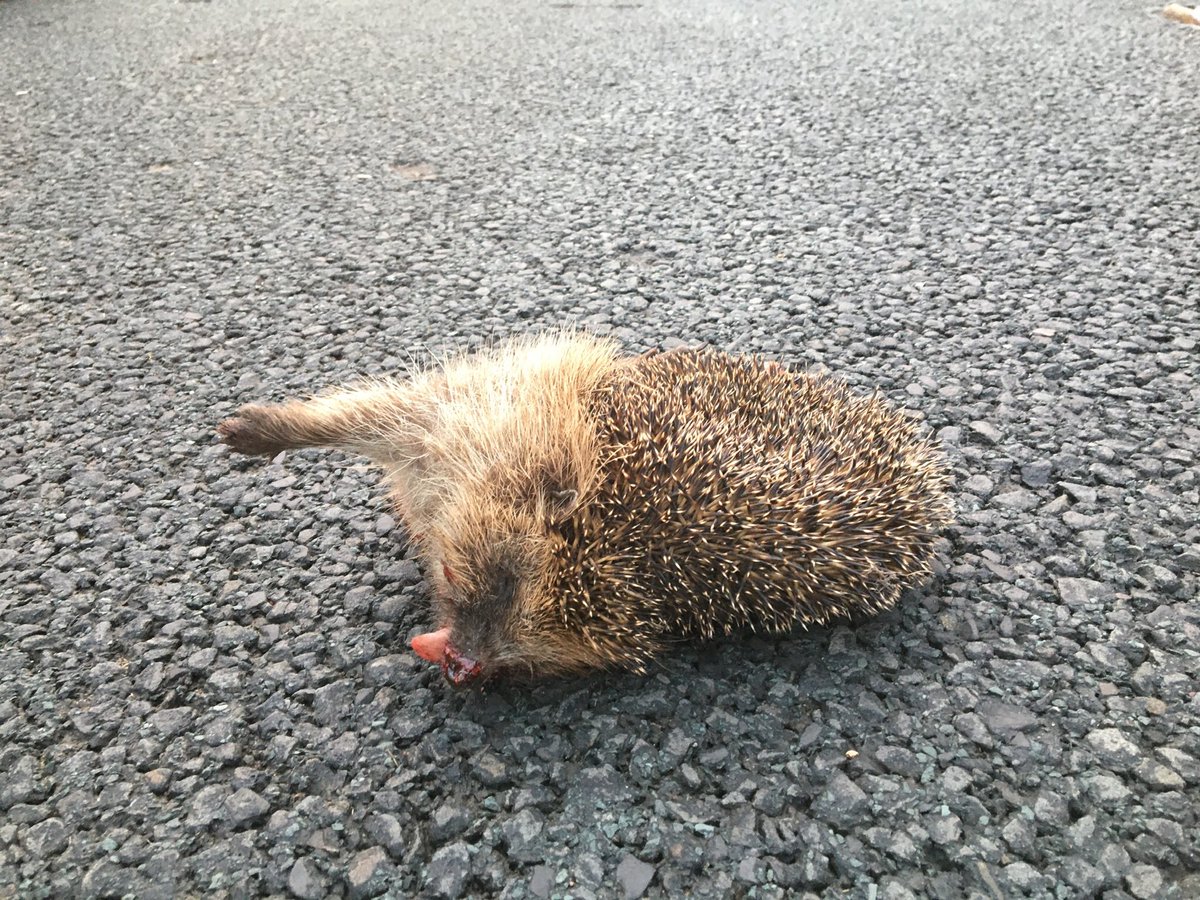 On #RoadSafetyWeek please spare a thought for wildlife crossing our roads.. roads that at one time, would’ve been woodland, or fields for foraging.. Please slow down, and give them a brake..🚙🦔🍂🦡🍂🦊🍂🦌🍂🐇🚗🍂🦔