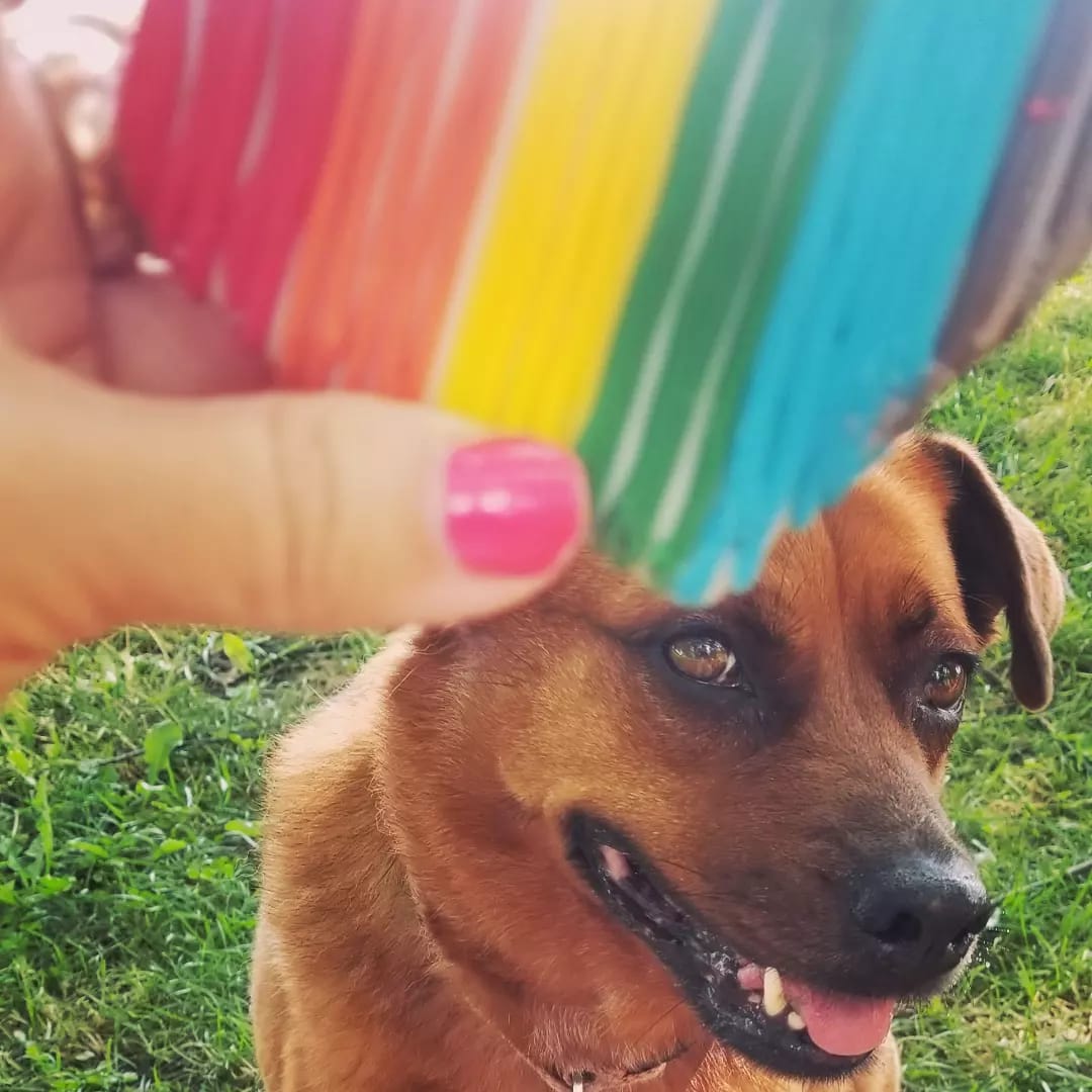 DrPsychNinja's tweet photo. @AnonLadyCop #goodestpup https://t.co/n4rHLahGYj