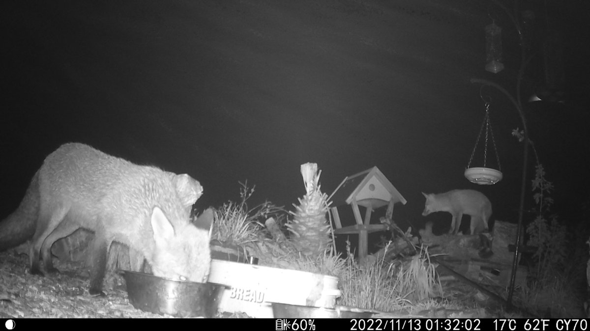 LynniHum's tweet photo. #FoxOfTheDay Caught on camera! https://t.co/oIWOvEPn2B