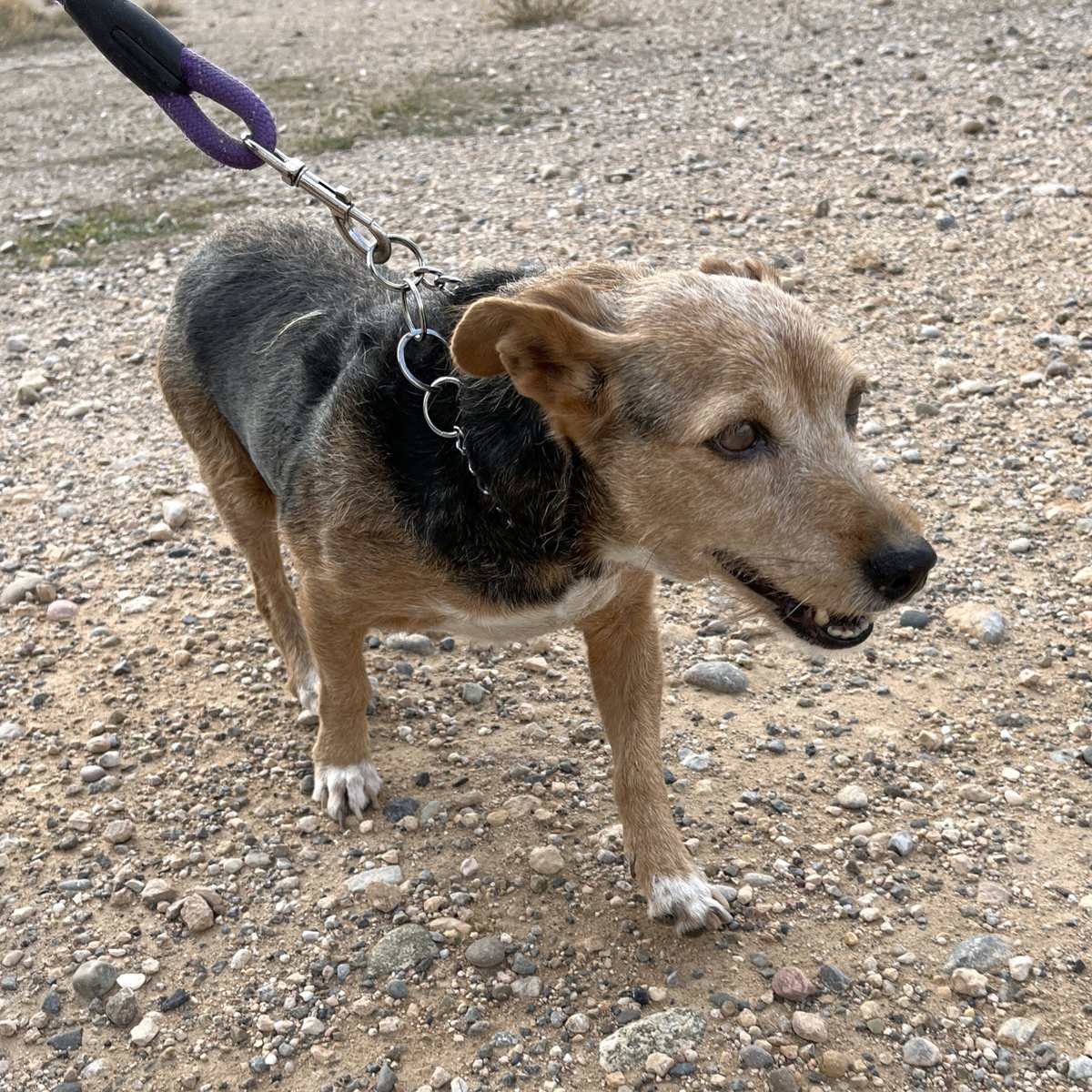 caaclleida's tweet photo. La Mica és una gosseta adulta de 10 kg que necessita passar l’hivern calenteta en una llar. Va arribar al refugi fa dos mesos i no s’acaba d’adaptar. Es nota que ha viscut sempre en una casa 😞. És superbona i té un caràcter molt tranquil. Li dones una oportunitat?

@paerialleida https://t.co/vwjJe1pfdN