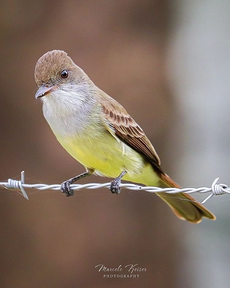 Aves do Brasil: Irré
Swainson's Flycatcher
.
 #avesdobrasil #yesbird #birds_illife #blognaturezaeconservação #birdsofbrazil #birds_private #kings_birds #planetbirds #passarosdobrasil #Birdies  #birdwatching #birds_of_ig #birdsonearth #bird_brilliance #birding #birds_adored #birds