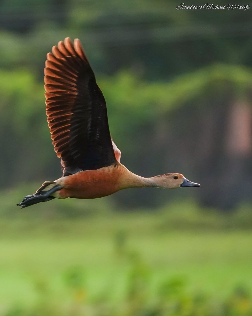 MichaelWildlife's tweet photo. #lesser_whistling_duck #sonyrx10iv #birdwatching #birdphotography #BirdTwitter #birdoftheyear2022 #wildlife #wildlifephotography #SonyBBCEarth #sonycamera @Britnatureguide https://t.co/RUJP7lqYsT