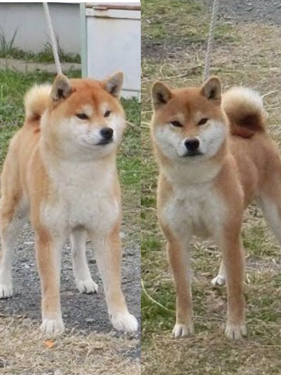 凪のお父ちゃんと一龍のお父ちゃん🐕
凪もいち君もお父ちゃんにそっくり🐾
#柴犬