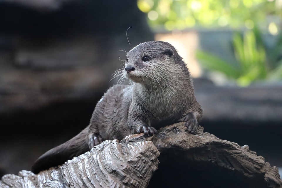 Otters have long, slender bodies.

#ottersuniverse #otters #NFT #facts