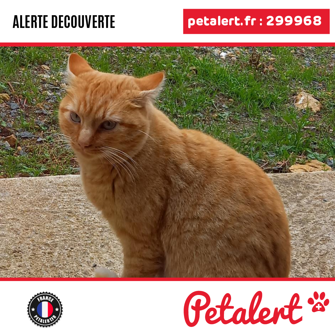 petalert_france's tweet photo. Trouvé #Chat #Vienne #Marnay #Petalert #PetAlert86 / https://t.co/HdvzzNwjD7 https://t.co/xoiO7oL2An