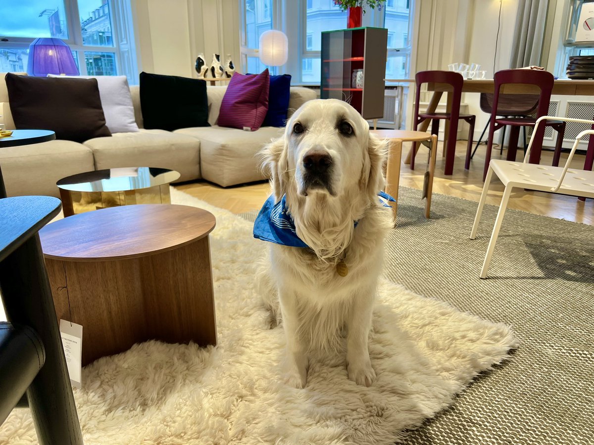 Here’s a rather nice Danish Gentleman he’s says ……Hej ❤️