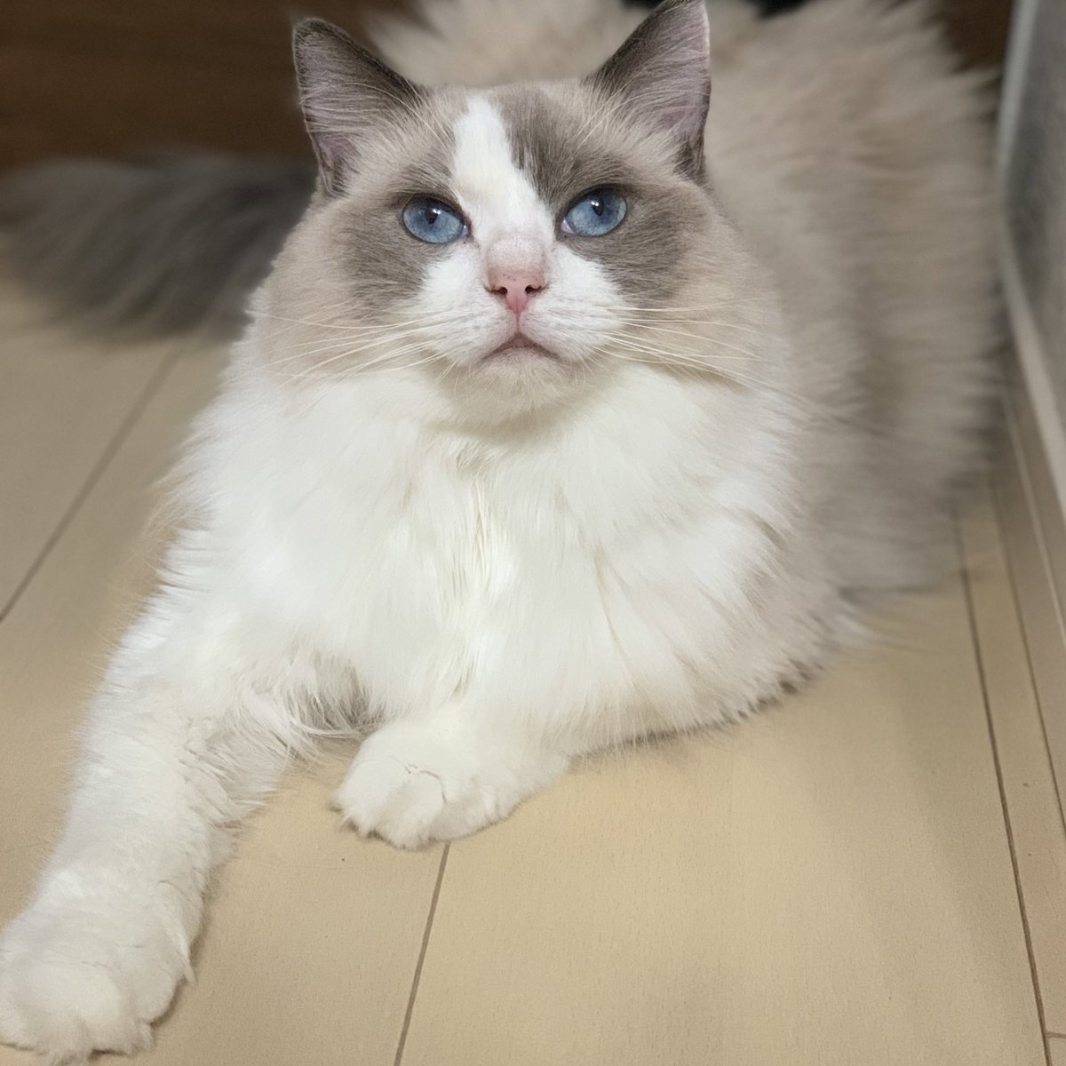 AloeLuna67's tweet photo. とろんとしたお顔が可愛い

#猫好きさんと繋がりたい #猫がいる暮らし #ねこ #猫 #cat  #ラグドール https://t.co/VExi8sPcfn