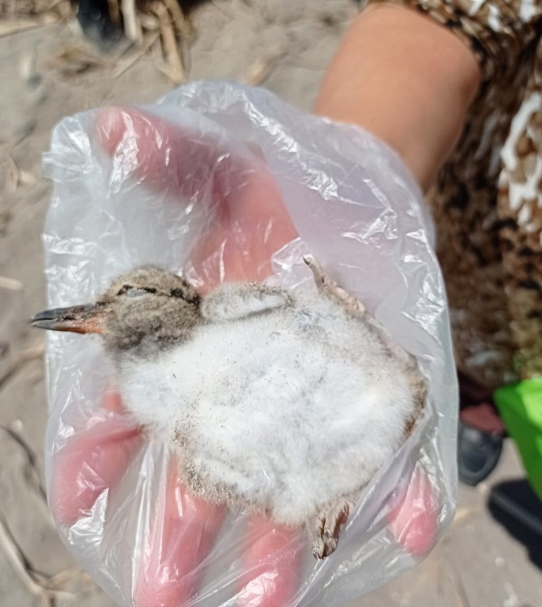 1/2 La tragedia de las playas chilenas. Pichones de Pilpilén (especie "Casi amenazada") mueren impunemente bajo ruedas de quienes "disfrutan" transitando con su vehículos en playas/dunas. Nadie se hace cargo. Es la desidia total. (foto de La Serena, registrada por <a href="/humedalelqui/">ONG Elqui Verde</a>)