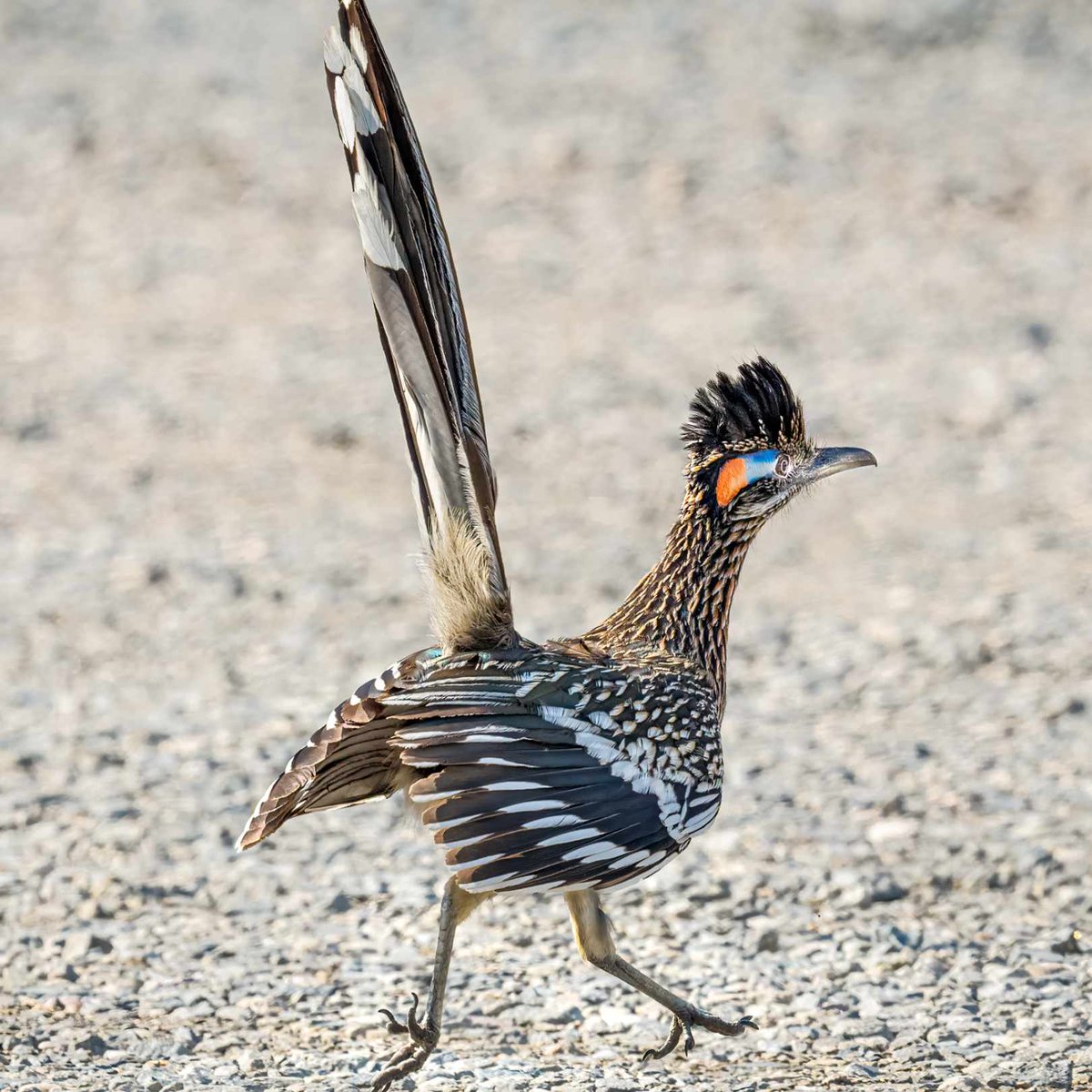 Top 10 Wild Bird Photos Award winners! Last week's theme was 'Walkers' 📷Kalij Pheasant by Arun Kumar in India 📷Painted Bush-Quail by Shiva Kumar in India 📷Red-naped Ibis by Vikram Bahal in India 📷Greater Roadrunner by John LeeWong in CA, USA #wildbirds #birds #bestbirdshots