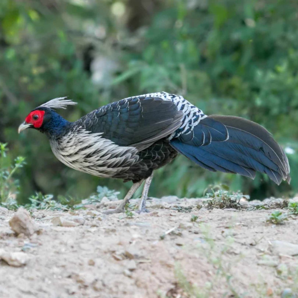 Wild Bird Revolution tweet media