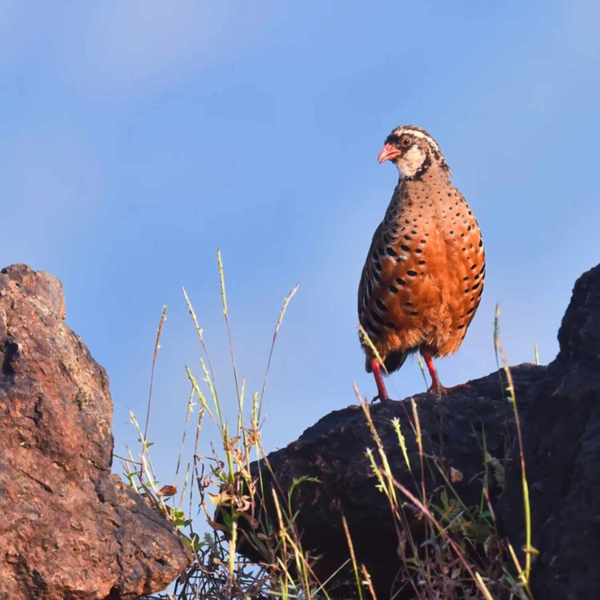 Wild Bird Revolution tweet media