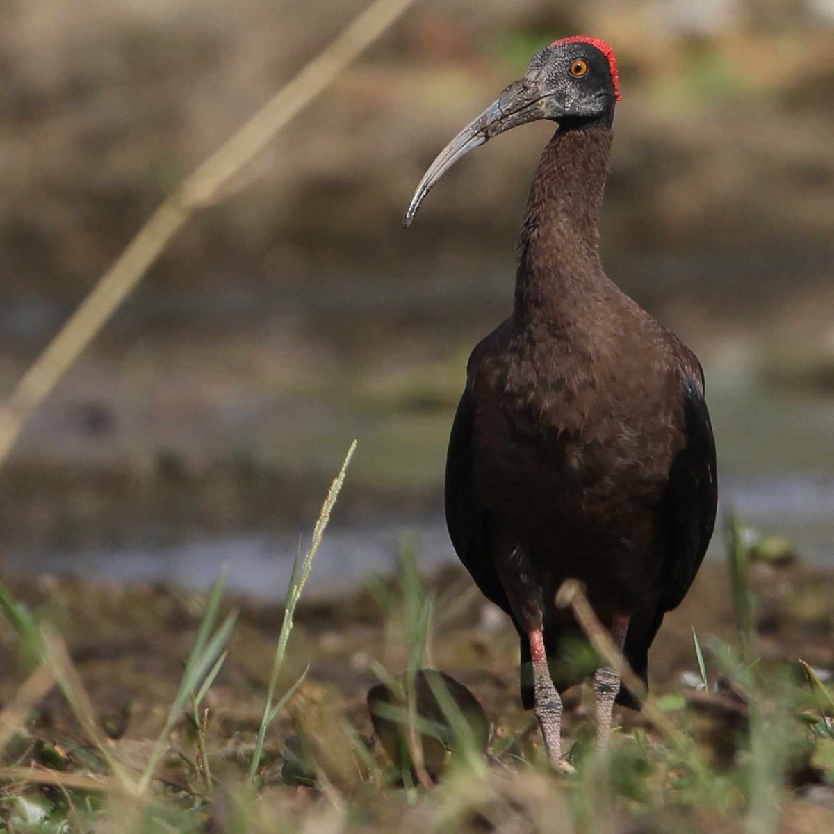 Wild Bird Revolution tweet media