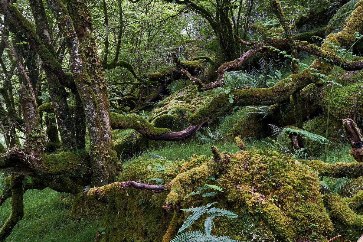 #Jobs #JobVacancy <a href="/ForestryLS/">Forestry and Land Scotland</a> is recruiting for an Environment Forester, who'll play a key role in planning environmental programmes and advising on environmental protection and conservation management. Closing date Nov 27. Find out more: countryside-jobs.com/job/nov22/envi… Pic Stan Phillips